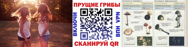 Галлюциногенные грибы GOLDEN TEACHER  Поронайск 